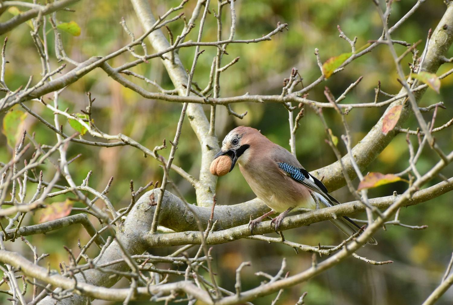 Eurasian,Jay,Perched,On,A,Tree,Branch,With,A,A